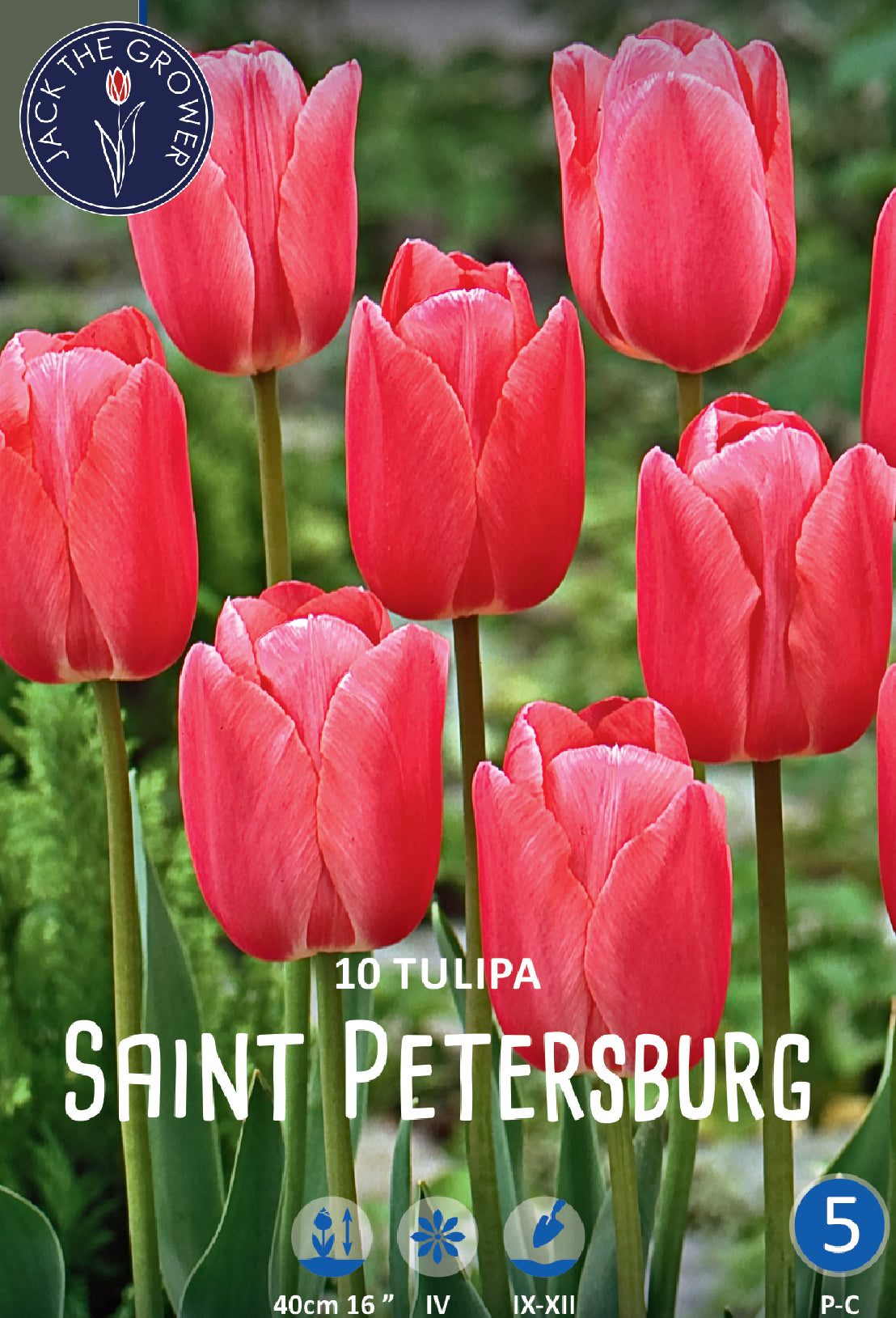 Tulipa Saint Petersburg Jack the Grower
