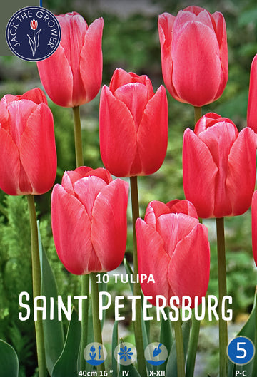 Tulipa Saint Petersburg Jack the Grower