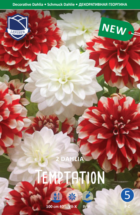 Dahlia Temptation