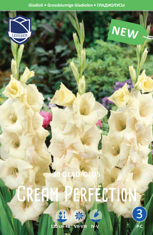 Gladiolus Cream Perfection