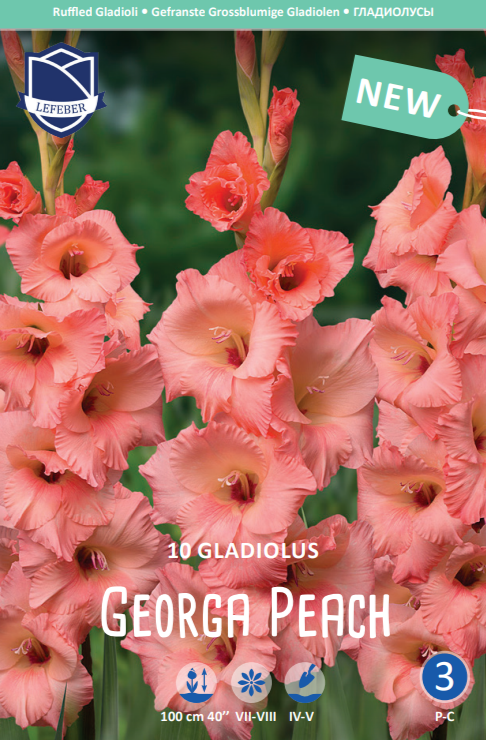 Gladiolus Georgia Peach