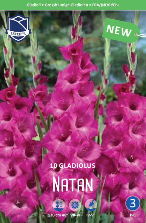 Gladiolus Natan