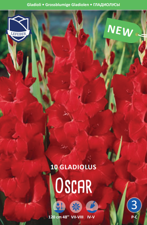 Gladiolus Oscar