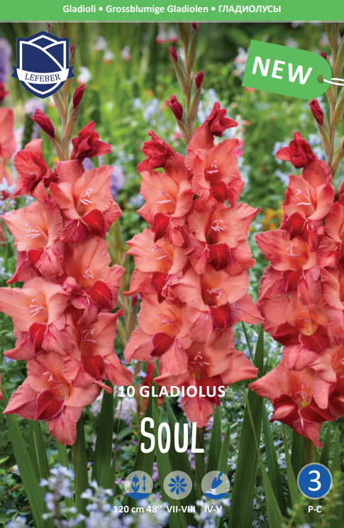 Gladiolus Soul