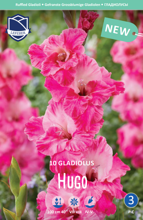 Gladiolus Hugo Jack the Grower