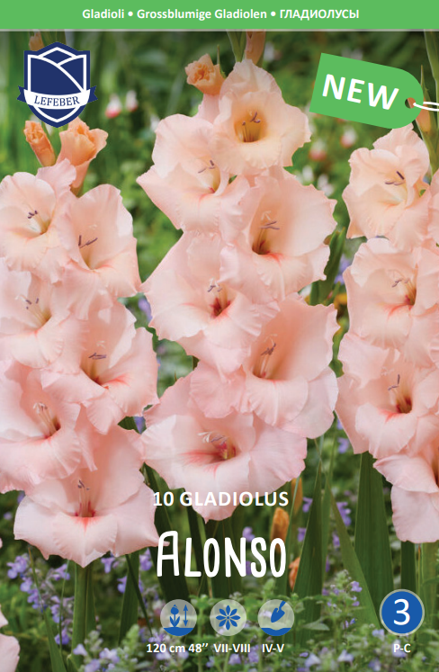 Gladiolus Alonso