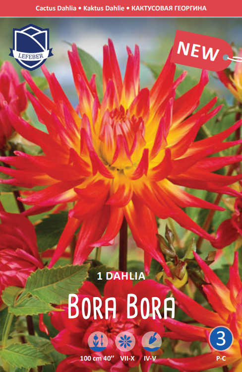 Dahlia Bora Bora Jack the Grower