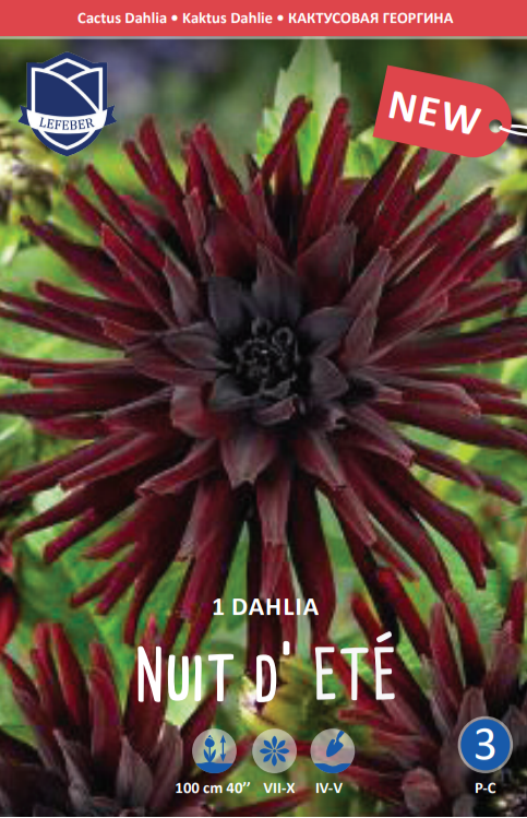 Dahlia Nuit d'Eté Jack the Grower