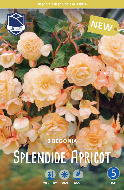 Begonia Splendide Apricot