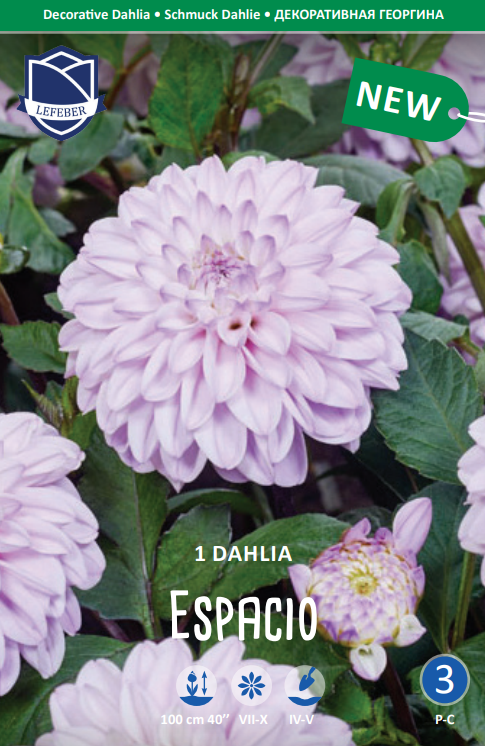 Dahlia Espacio Jack the Grower