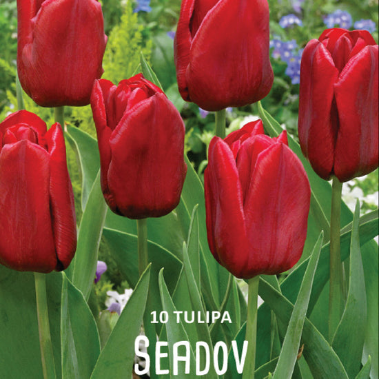 Tulipa Seadov Jack the Grower