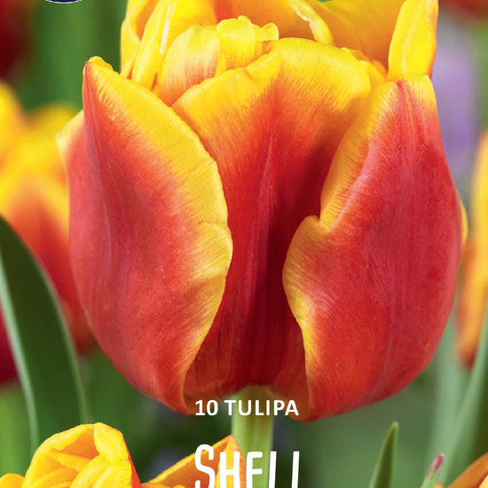 Tulipa Shell Jack the Grower