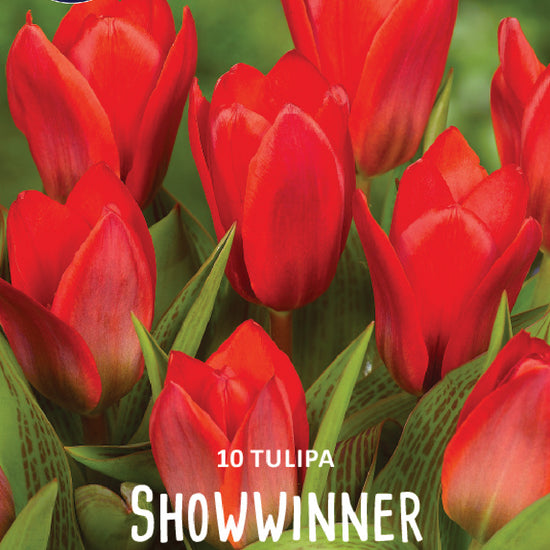 Tulipa Showwinner Jack the Grower