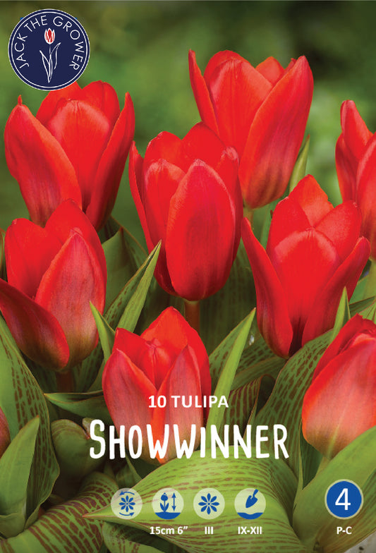 Tulipa Showwinner Jack the Grower