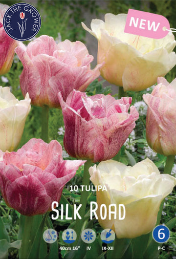 Tulipa Silk Road