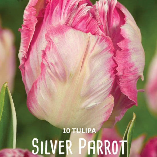 Tulipa Silver Parrot Jack the Grower