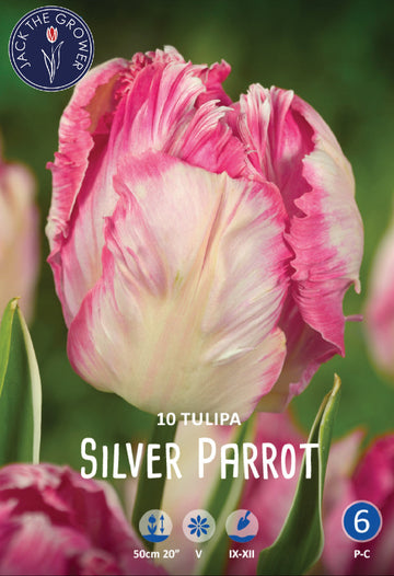Tulipa Silver Parrot Jack the Grower