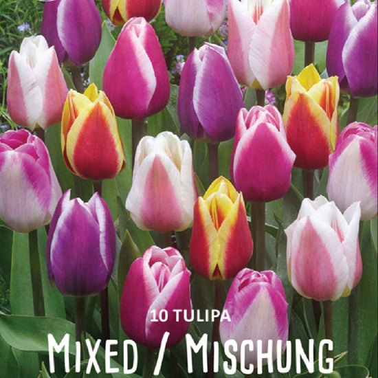 Tulipa Single Early Mixed Jack the Grower