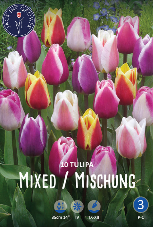 Tulipa Single Early Mixed Jack the Grower