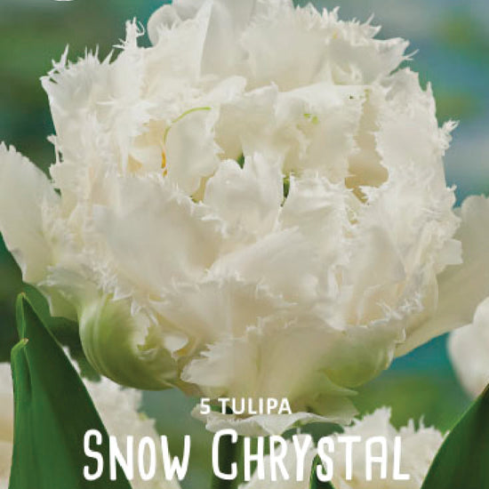 Tulipa Snow Chrystal Jack the Grower