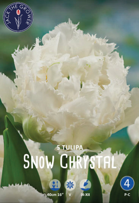 Tulipa Snow Chrystal Jack the Grower