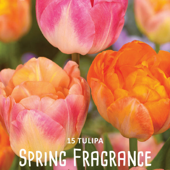 Tulipa Spring Fragrance Jack the Grower