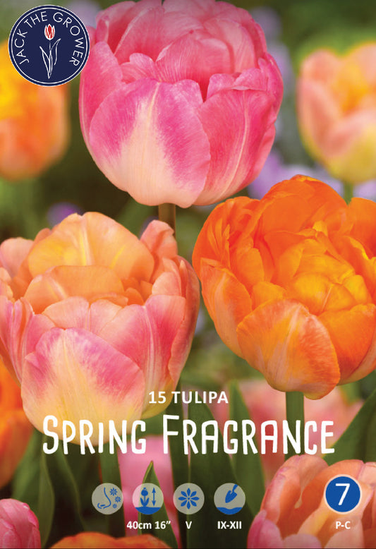 Tulipa Spring Fragrance Jack the Grower