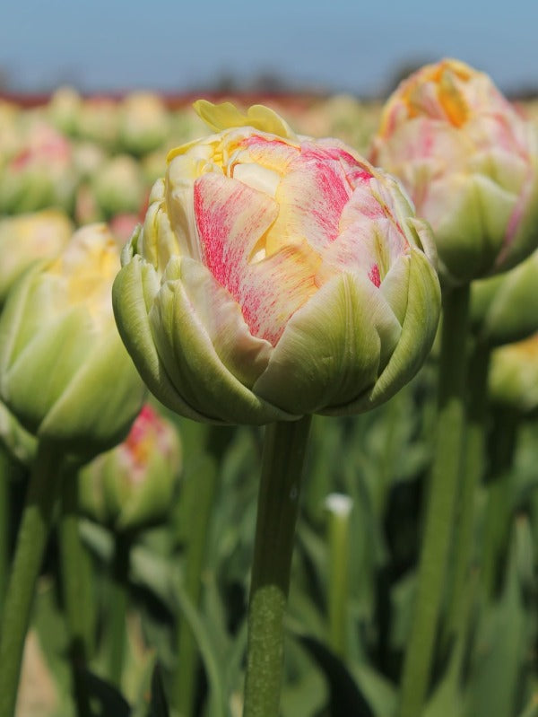 Tulipa Strooidip