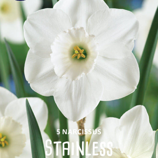 Narcissus Stainless Jack the Grower