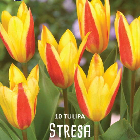 Tulipa Stresa Jack the Grower