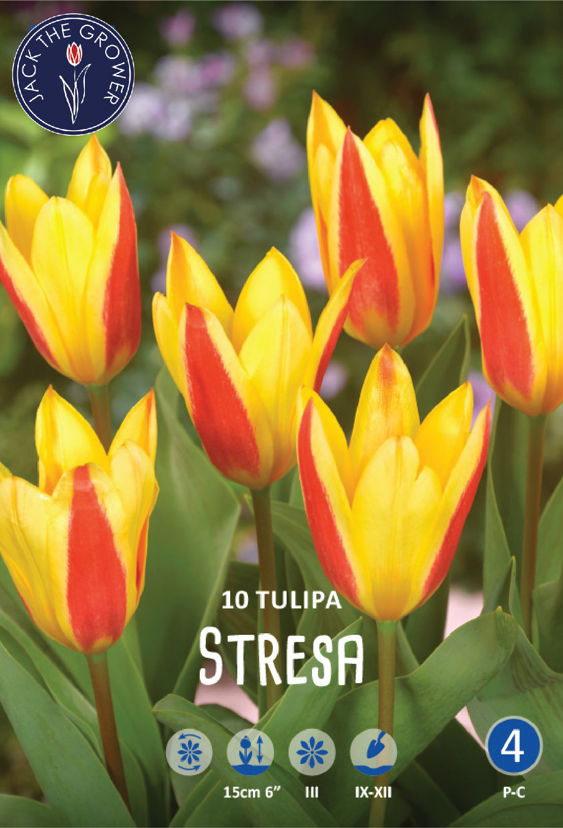 Tulipa Stresa Jack the Grower
