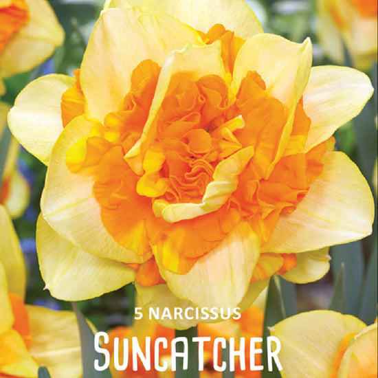 Narcissus Suncatcher Jack the Grower
