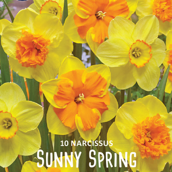 Narcissus Sunny Spring Jack the Grower