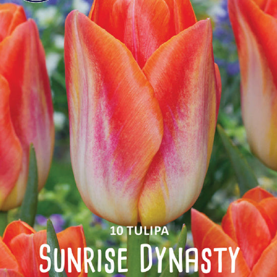 Tulipa Sunrise Dynasty Jack the Grower