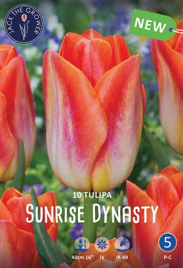 Tulipa Sunrise Dynasty Jack the Grower
