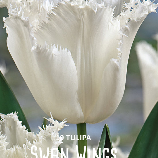 Tulipa Swan Wings Jack the Grower