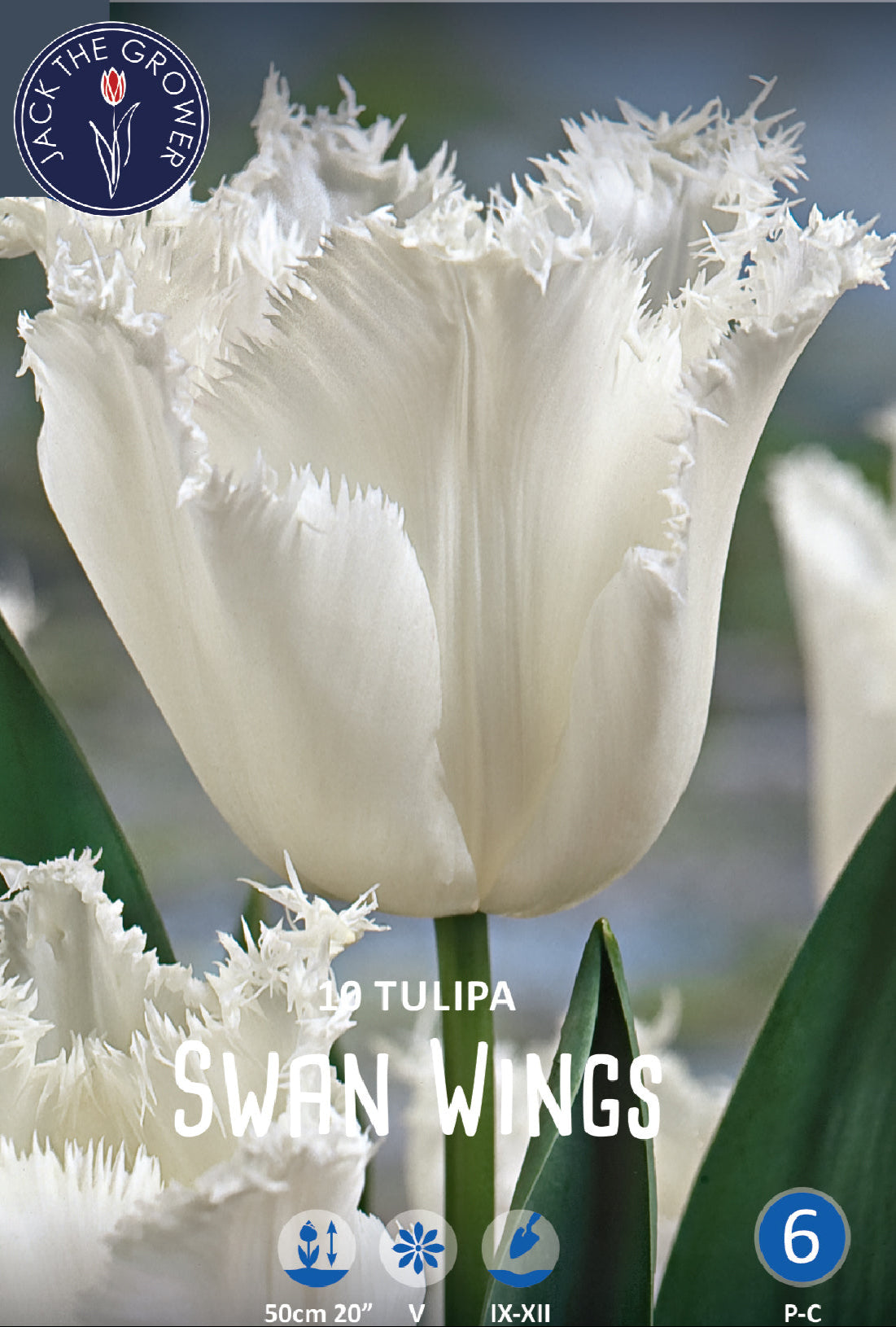 Tulipa Swan Wings Jack the Grower