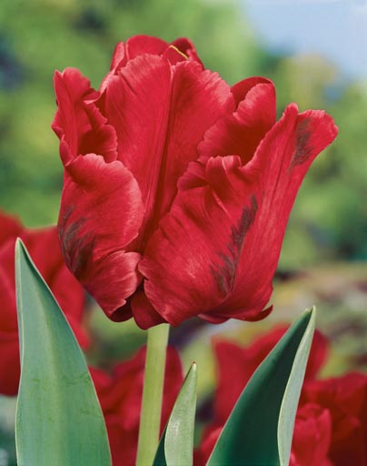 Tulipa Seadov Parrot Jack the Grower