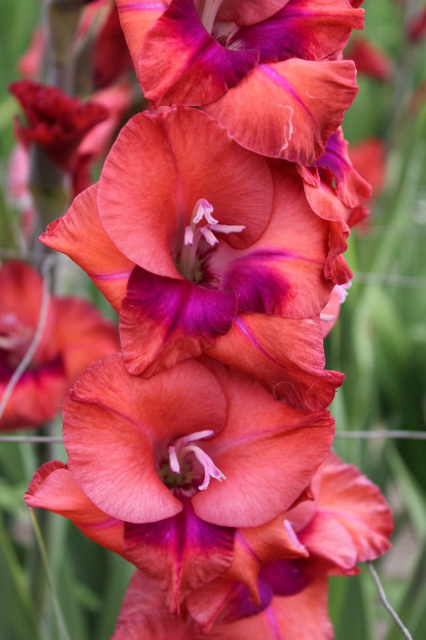 Gladiolus Tricolore Jack the Grower