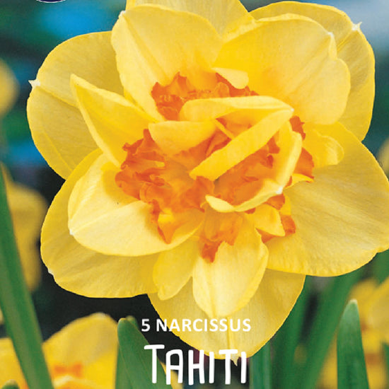 Narcissus Sunny Spring Jack the Grower