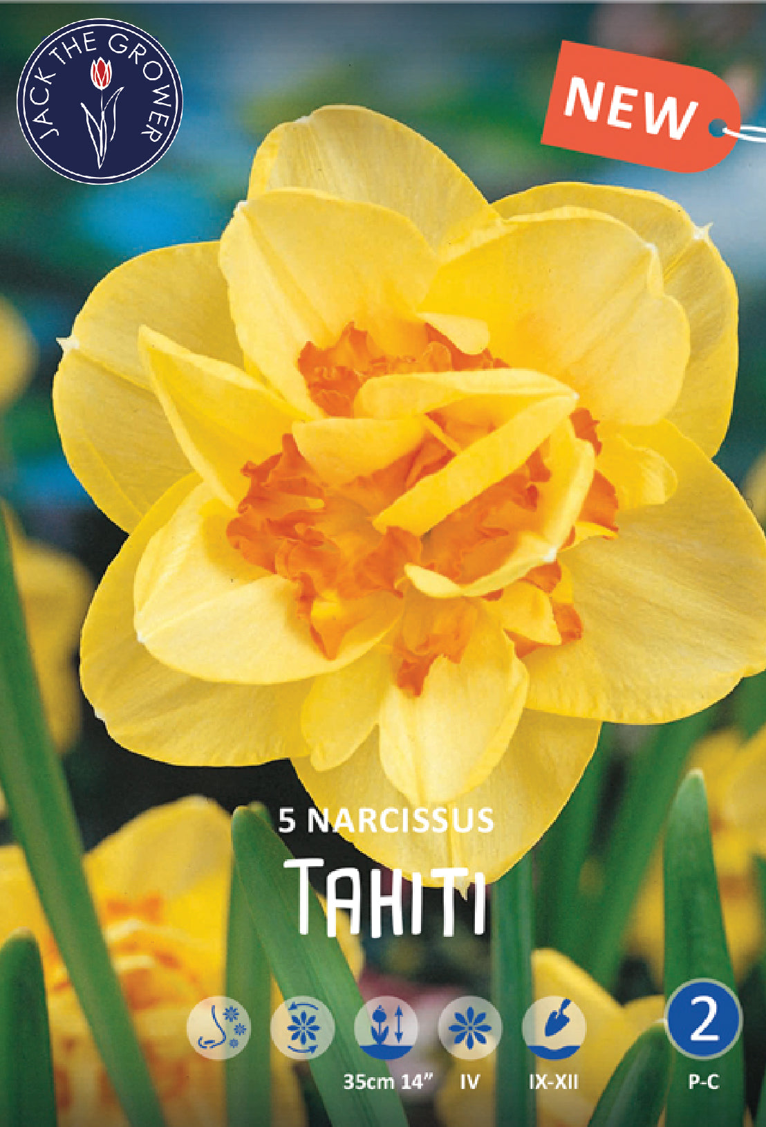 Narcissus Sunny Spring Jack the Grower