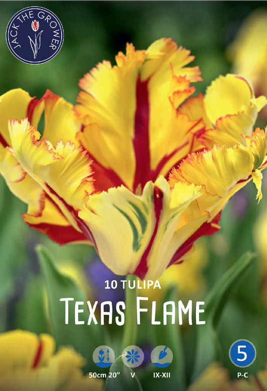Tulipa Texas Flame