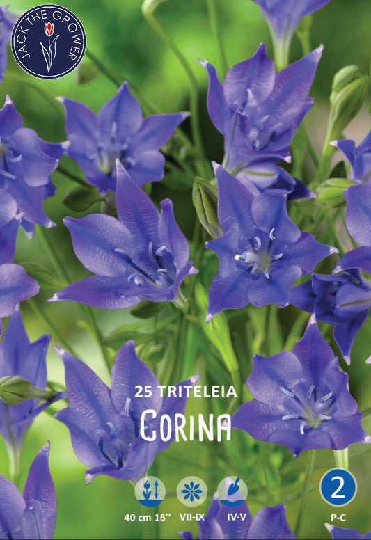 Triteleia (syn. Brodiaea) Corina