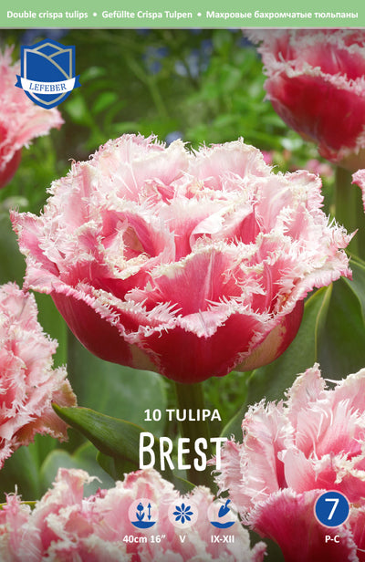 Tulpe Brest Jack the Grower