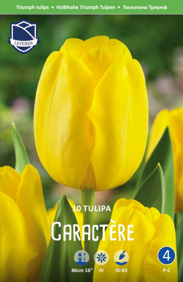 Tulipa Caractère