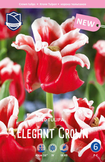 Tulipa Elegant Crown Jack the Grower