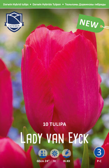 Tulipa Lady van Eyck
