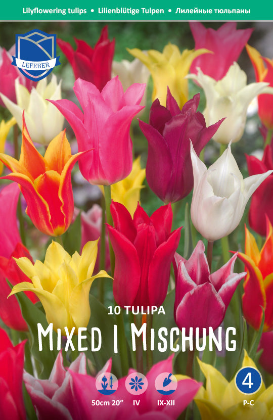 Tulipa Lily Flowering Mixed