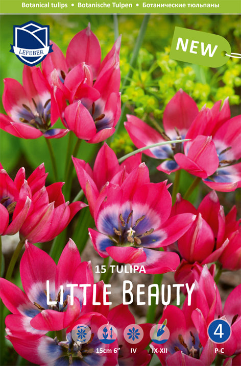 Tulpe Little Beauty Jack the Grower