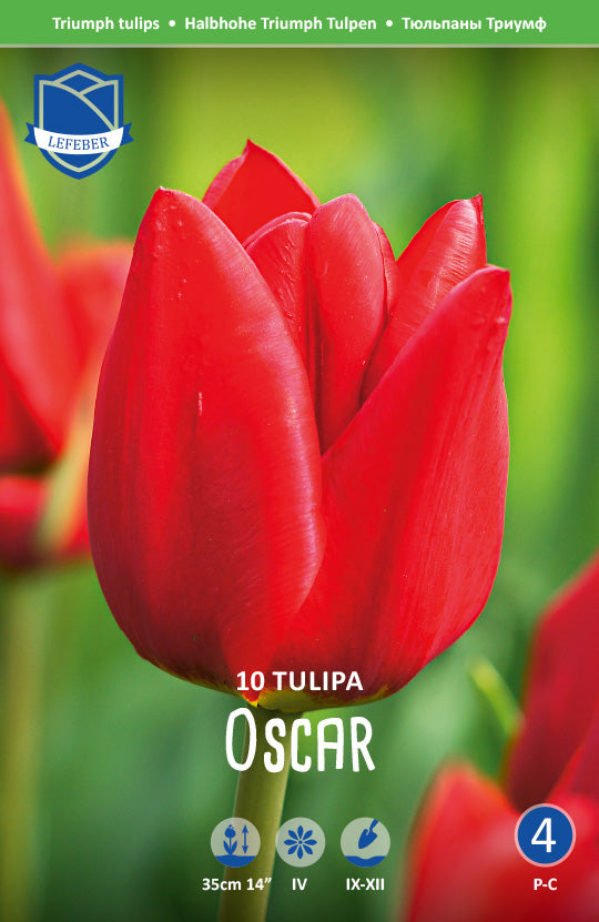 Tulipa Oscar Jack the Grower